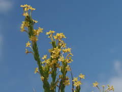 Microdon dubius