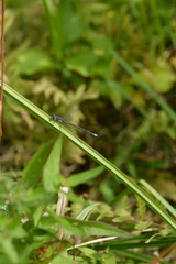 Lestidae