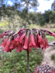 Kalanchoe