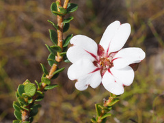 Adenandra uniflora