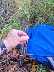 Amphicarpum amphicarpon