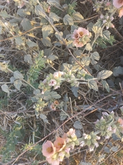 Sphaeralcea bonariensis