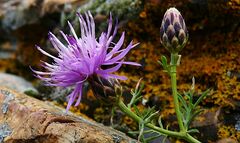 Centaurea aetaliae