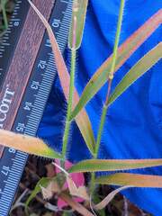 Amphicarpum amphicarpon