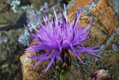 Centaurea aetaliae