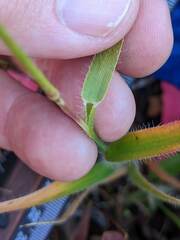 Amphicarpum amphicarpon