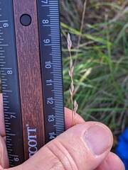 Amphicarpum amphicarpon