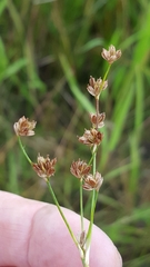 Juncus alpinoarticulatus