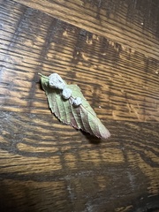 Neolasioptera farinosa