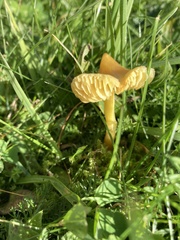 Hygrocybe ceracea