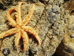 Luidia ciliaris