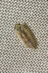 Macrosteles variatus