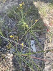Tricoryne muricata