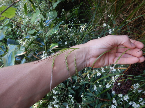 Carex boryana image