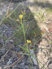 Tricoryne muricata