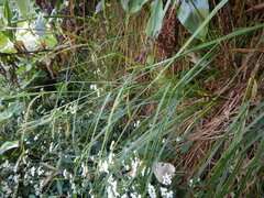 Carex boryana image
