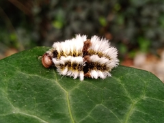 Megalopyge defoliata