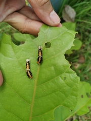 Papilio clytia