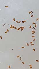 Juncus alpinoarticulatus