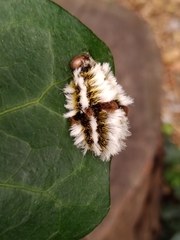 Megalopyge defoliata