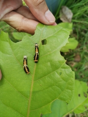 Papilio clytia