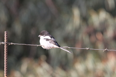 Lanius collaris collaris