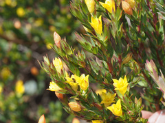 Gnidia juniperifolia