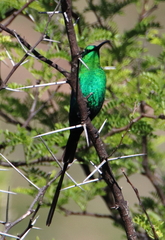 Nectarinia famosa famosa