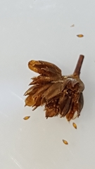 Juncus alpinoarticulatus