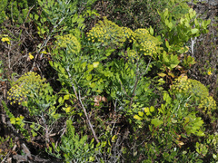 Notobubon galbanum