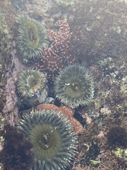 Anthopleura