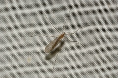 Trichocera annulata