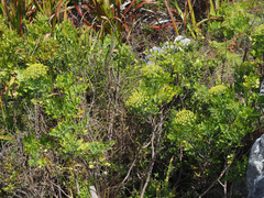 Notobubon galbanum
