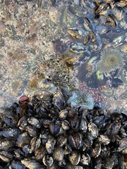 Anthopleura
