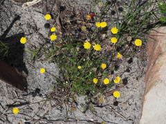 Cotula coronopifolia