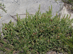 Aspalathus hispida hispida