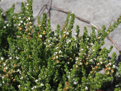 Aspalathus hispida hispida