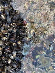 Anthopleura