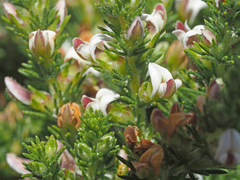 Aspalathus hispida hispida