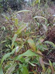 Persicaria lapathifolia