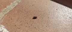 Curculionoidea