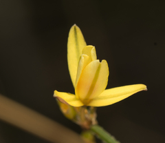 Tricoryne muricata