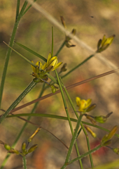Tricoryne muricata