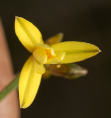 Tricoryne muricata