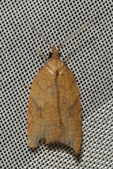 Acleris rhombana