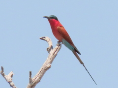 Merops nubicoides