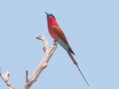 Merops nubicoides