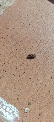 Curculionoidea