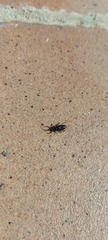 Curculionoidea