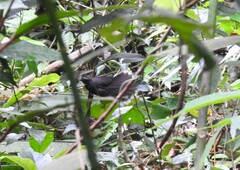 Rhipidura albicollis